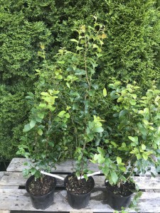 Parocja perska (Parrotia persica) Persian Spire zdjęcie sadzonki